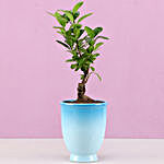 Ficus Bonsai Plant in Blue Ombre Venetian Vase