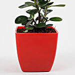 Gorgeous Ficus Compacta Plant