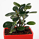 Gorgeous Ficus Compacta Plant