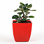 Gorgeous Ficus Compacta Plant