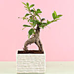 Ficus Ginseng In Brick Design Ceramic Pot