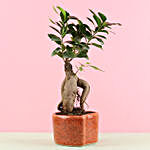 Ficus Ginseng In Heart Shaped Pot