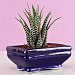 Haworthia Plant In Blue Tray Pot
