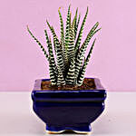 Haworthia Plant In Blue Tray Pot