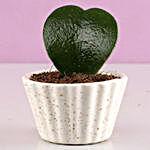 Hoya Plant In Ceramic Lining Pot