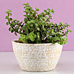 Jade Plant In Designer Ceramic White Pot