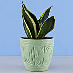 MILT Sansevieria Plant In Green Ceramic Pot