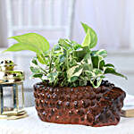 Money Plant Combo In Red Ceramic Pot