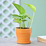 Money Plant In Yellow Plate Pot