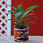 Peace Lily Plant In Blue Pink Pot