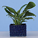 Peace Lily Plant In Brick Design Ceramic Pot