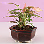 Pink Syngonium Plant In Brown Tray Pot
