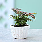 Pink Syngonium Plant In Ceramic Lining Pot