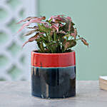 Pink Syngonium Plant In Pink Blue Pot