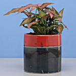 Pink Syngonium Plant In Pink Blue Pot