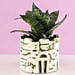 Snakeskin Sansevieria In Ceramic Green Pot