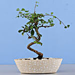S Shaped Ficus In Designer White Pot
