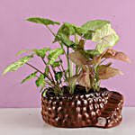 Syngonium Plant Combo In Ceramic Pot