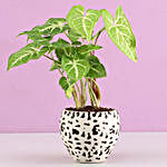 Syngonium Plant In Brown Ceramic Pot