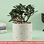 Ficus Compacta Plant In Ceramic Polka Dot Cylinder Pot