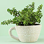 Jade Plant In Teardrop Teacup Pot