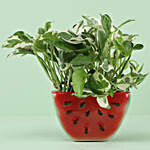 Pothos Njoy Plant In Ceramic Watermelon Slice Pot