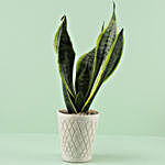 Sanseveria Superba Plant In Ceramic Carlysle Diamante Pot