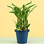 3 Layer Bamboo Plant In Blue Metal Pot