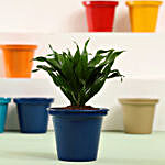 Dracaena Plant In Blue Metal Pot