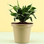 Dracaena Plant In Grey Metal Pot