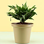 Dracaena Plant In Grey Metal Pot For New Year