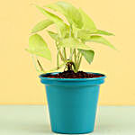 Golden Money Plant In Green Metal Pot