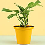 Money Plant In Yellow Metal Pot