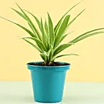 Spider Plant In Green Metal Pot