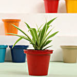Spider Plant In Red Metal Pot