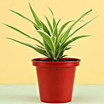 Spider Plant In Red Metal Pot