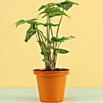 Syngonium Plant In Orange Metal Pot