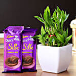 2 Layer Bamboo Plant & Dairy Milk Silk Chocolates