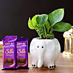 Money Plant in Elephant Pot & Cadbury Chocolates