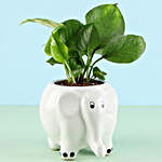 Money Plant in Elephant Pot & Cadbury Chocolates