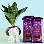 Snakeskin Sansevieria in Resin Pot & Silk Chocolates