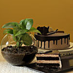 Eggless Chocolate Cake & Money Plant