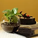 Eggless Truffle Cake & Money Plant