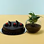 Eggless Truffle Cake & Money Plant