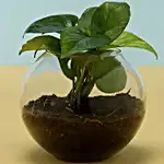 Eggless Truffle Cake & Money Plant