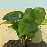 Eggless Truffle Cake & Money Plant