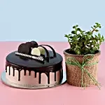 Jade Plant & Eggless Chocolate Cake