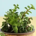 Jade Plant & Eggless Chocolate Cake