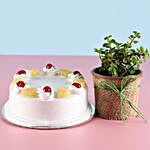 Jade Plant & Eggless Pineapple Cake