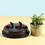 Jade Plant & Eggless Truffle Cake